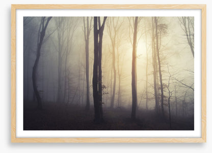 Forests