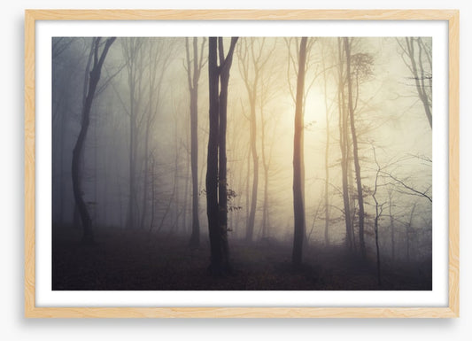 Forests