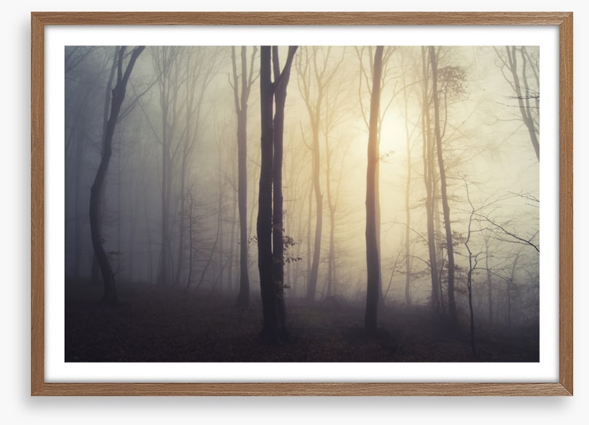Forests