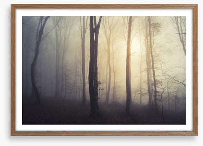 Forests