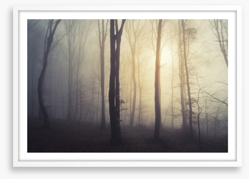 Forests