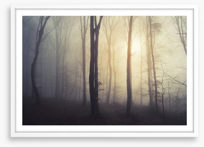 Forests