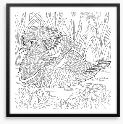 Colour me mandarin duck