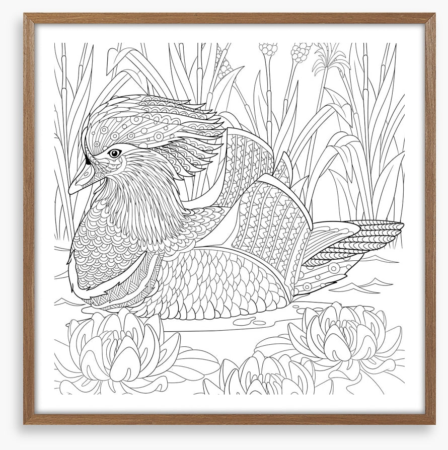 Colour me mandarin duck