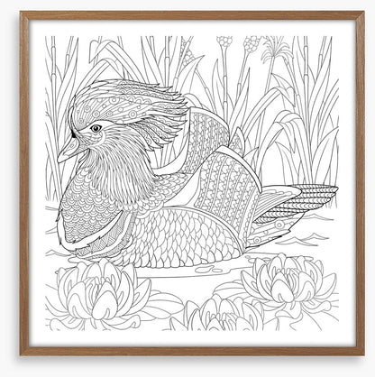 Colour me mandarin duck