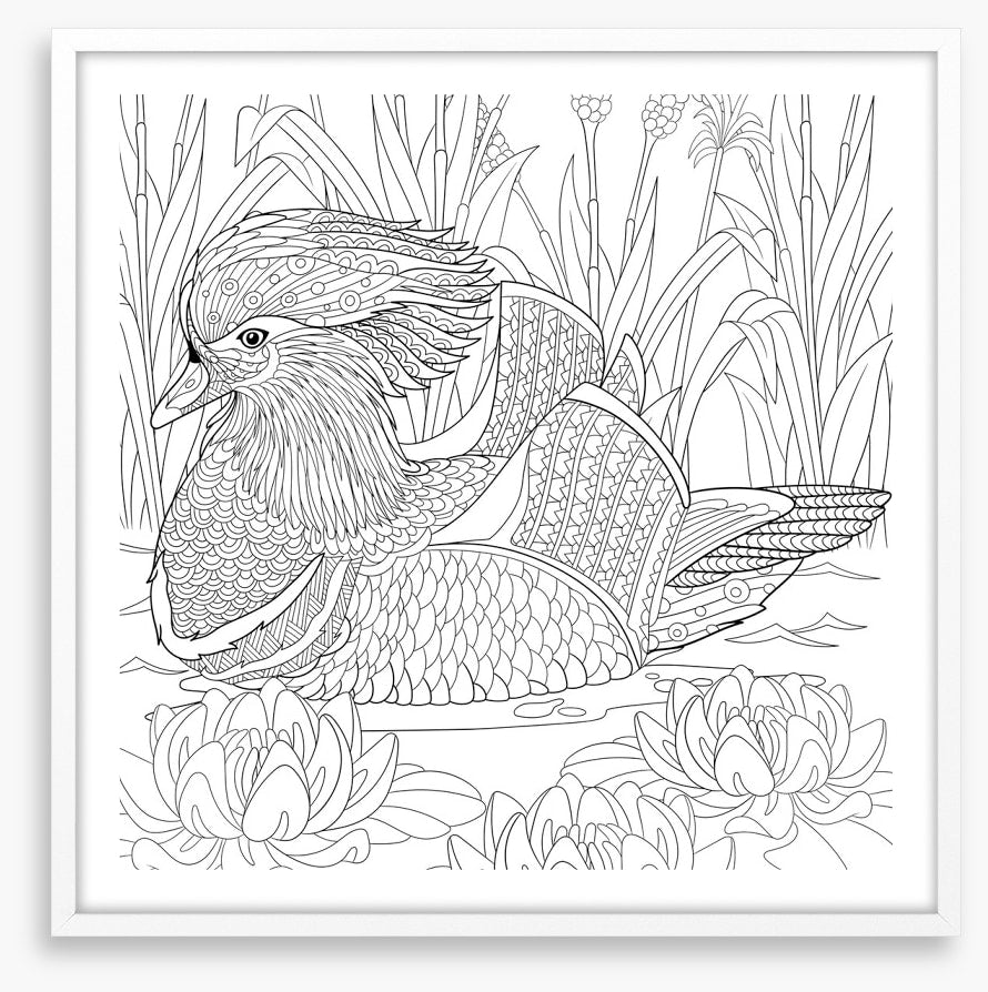 Colour me mandarin duck