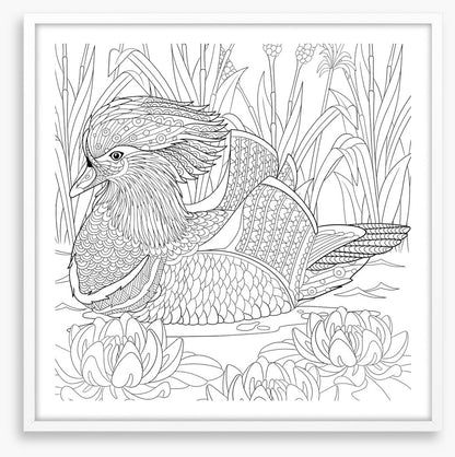 Colour me mandarin duck
