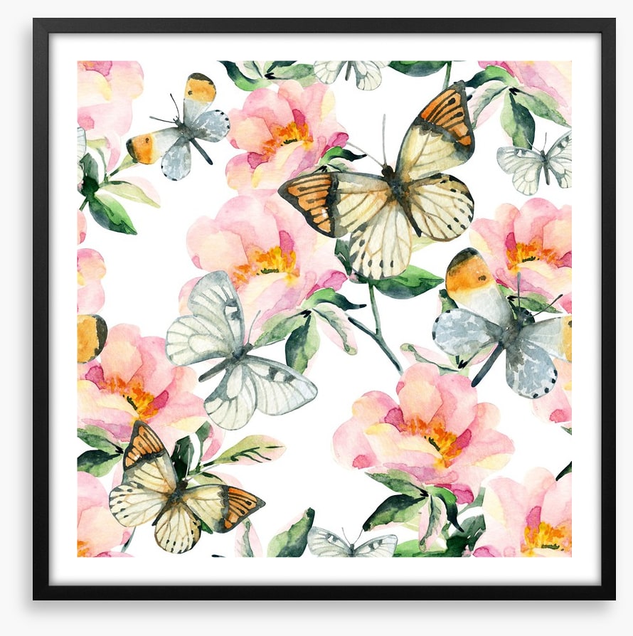 Butterflies