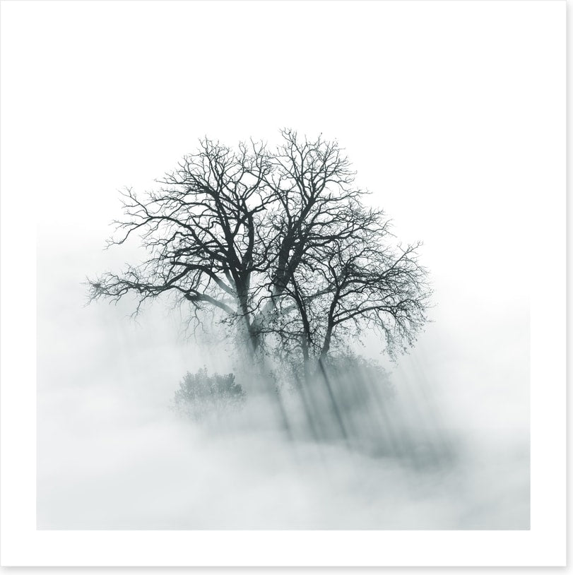 Above the mist