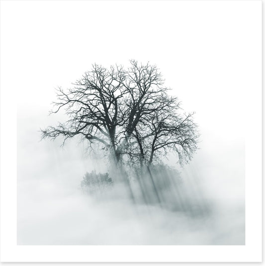 Above the mist
