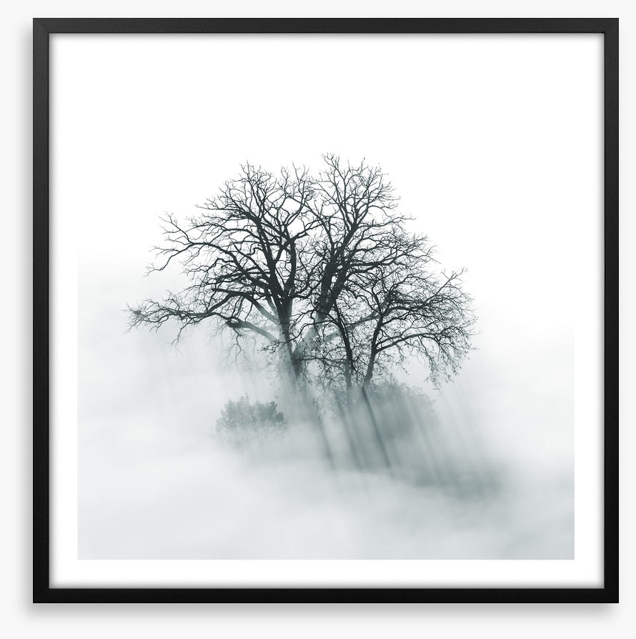 Above the mist