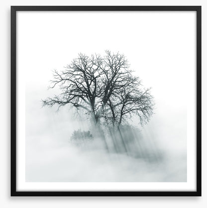 Above the mist