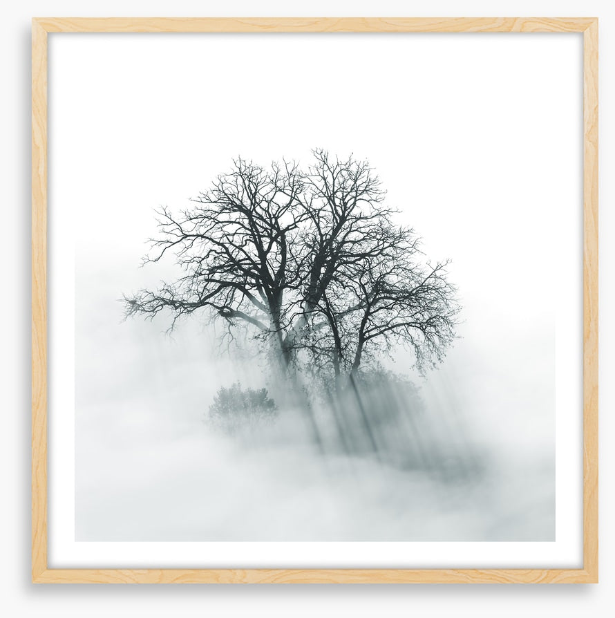 Above the mist