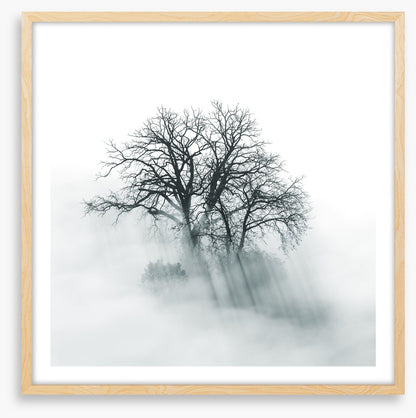 Above the mist