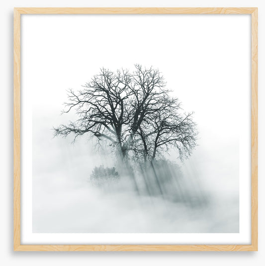Above the mist