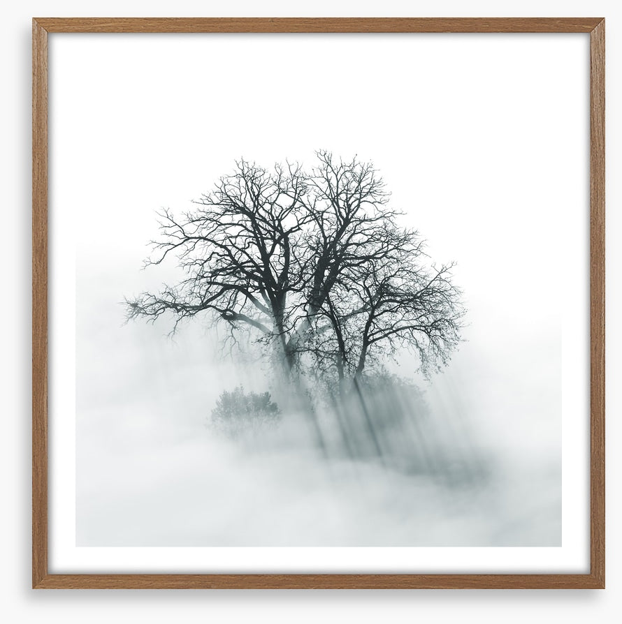 Above the mist