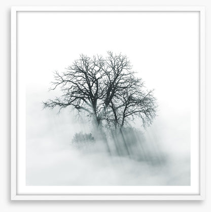 Above the mist