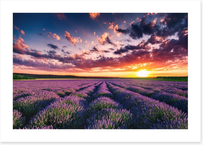 Lavender clouds