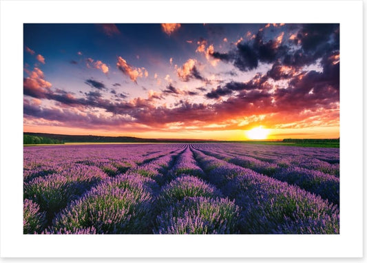 Lavender clouds