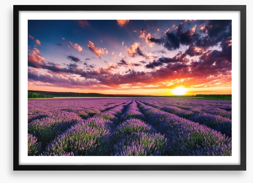 Lavender clouds