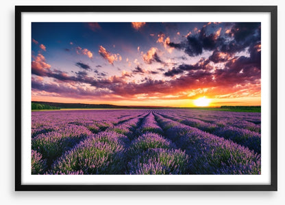 Lavender clouds