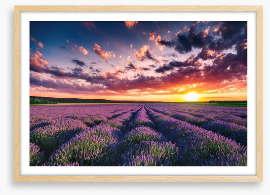 Lavender clouds