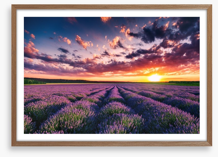 Lavender clouds