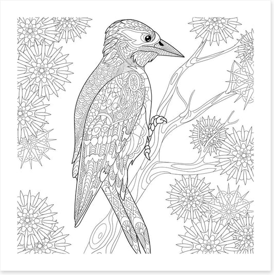 Colour me woodpecker