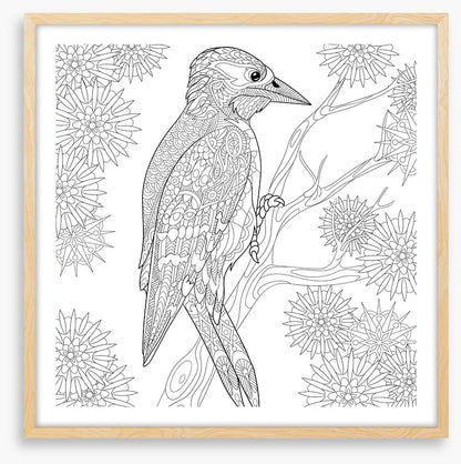 Colour me woodpecker