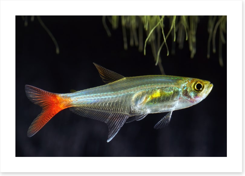 Fish / Aquatic