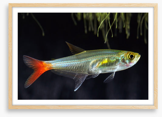 Fish / Aquatic