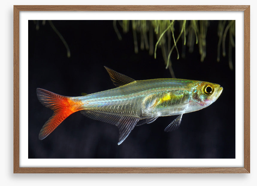 Fish / Aquatic