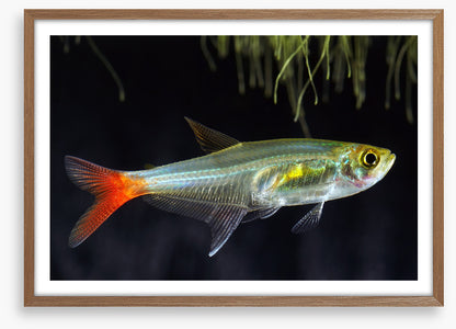 Fish / Aquatic
