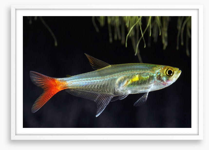 Fish / Aquatic