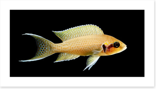 Fish / Aquatic