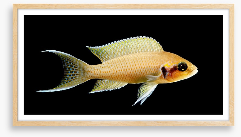 Fish / Aquatic