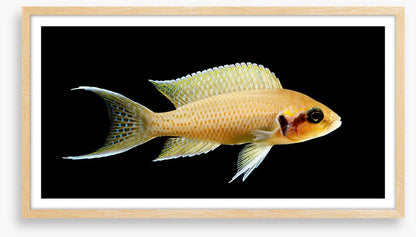 Fish / Aquatic