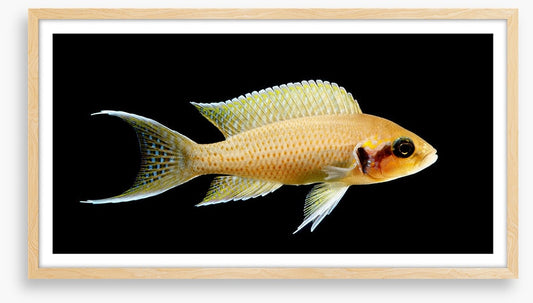 Fish / Aquatic