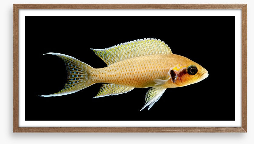Fish / Aquatic