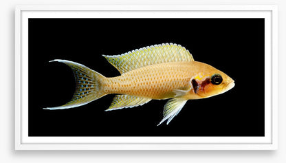 Fish / Aquatic