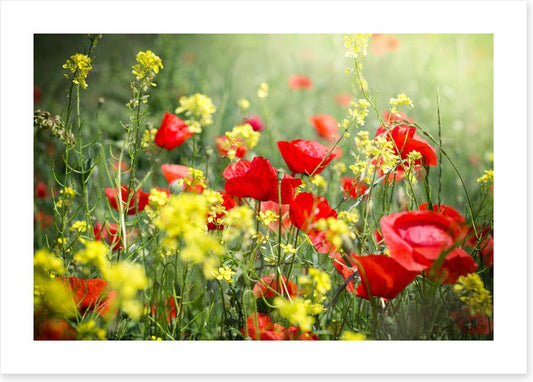 Meadows
