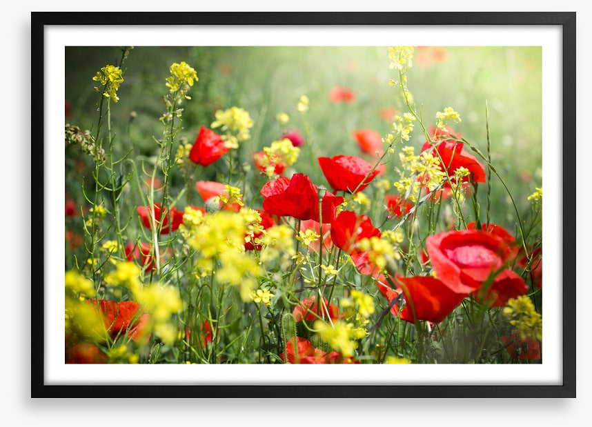 Meadows