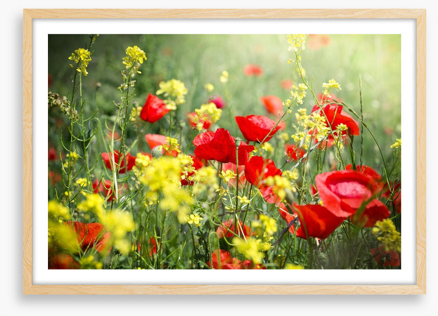 Meadows