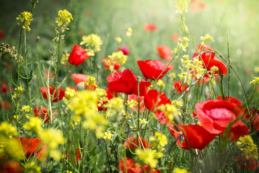 Meadows