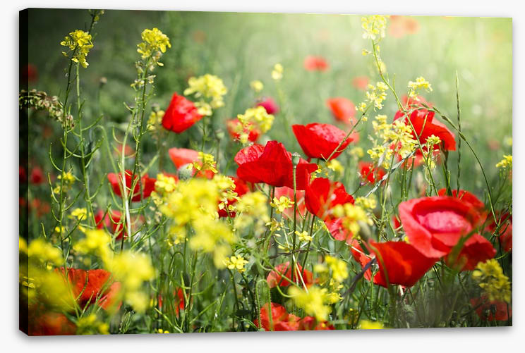Meadows