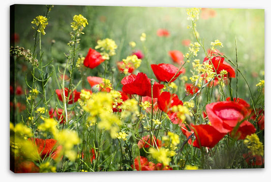 Meadows