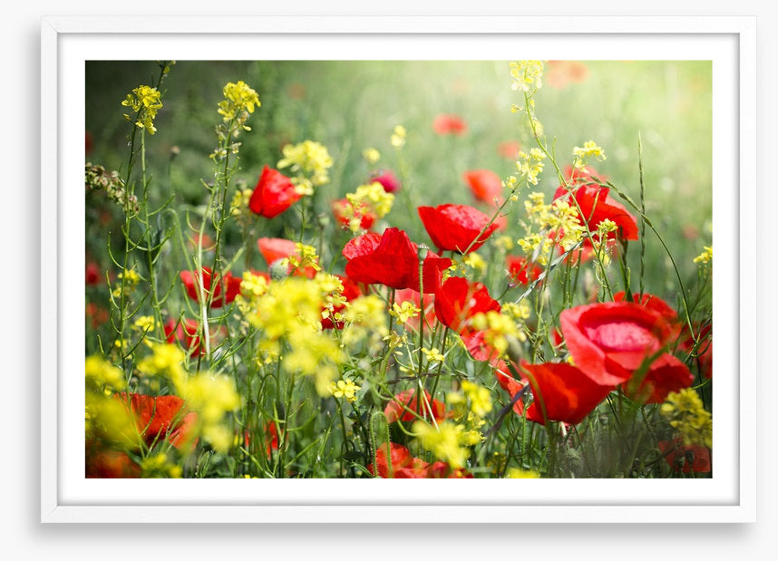 Meadows