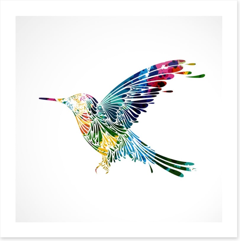 Rainbow hummingbird