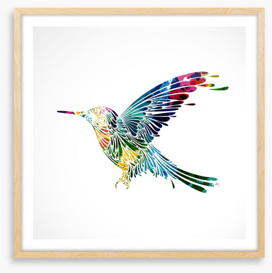 Rainbow hummingbird