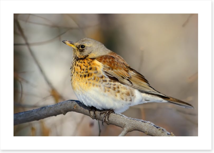 Birds